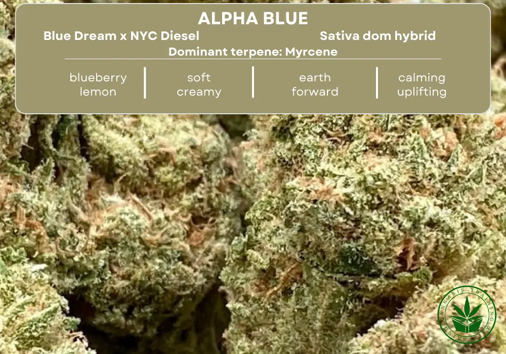 Alpha blue strain buds close up picture with a table at the top that lists its genetics, terpenes, taste, smell, effects 