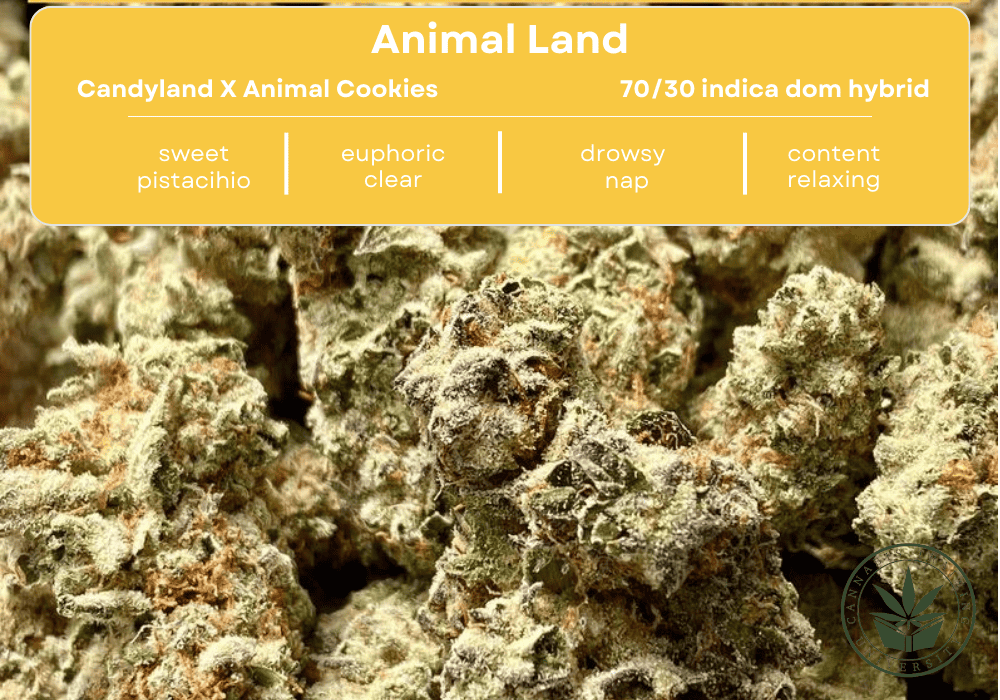Animal land strain picture. Plus a list of the genetics, taste, effects, medical uses, and indica dominate makeup.