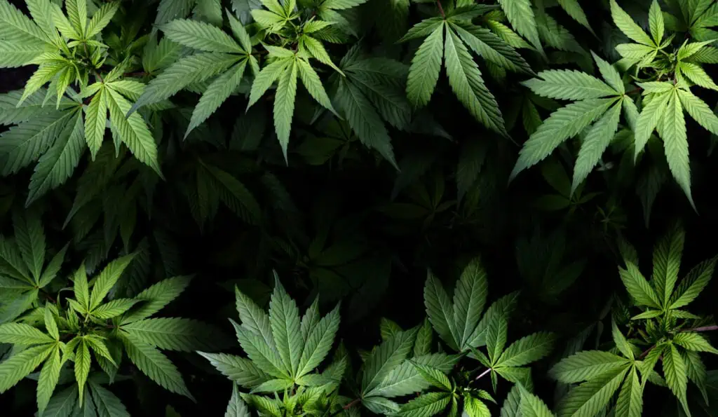 Dark green name strains of cannabis. Dark leaves of cannabis