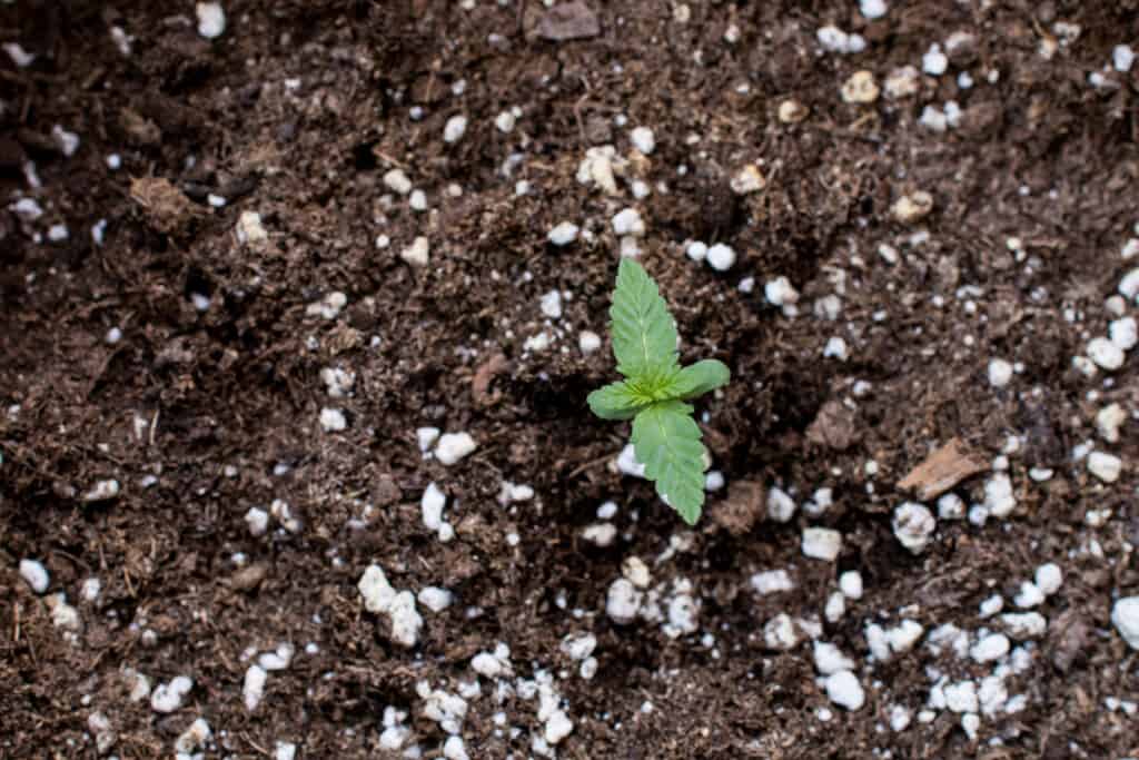 cannabis growing in coco coir perlite mix 