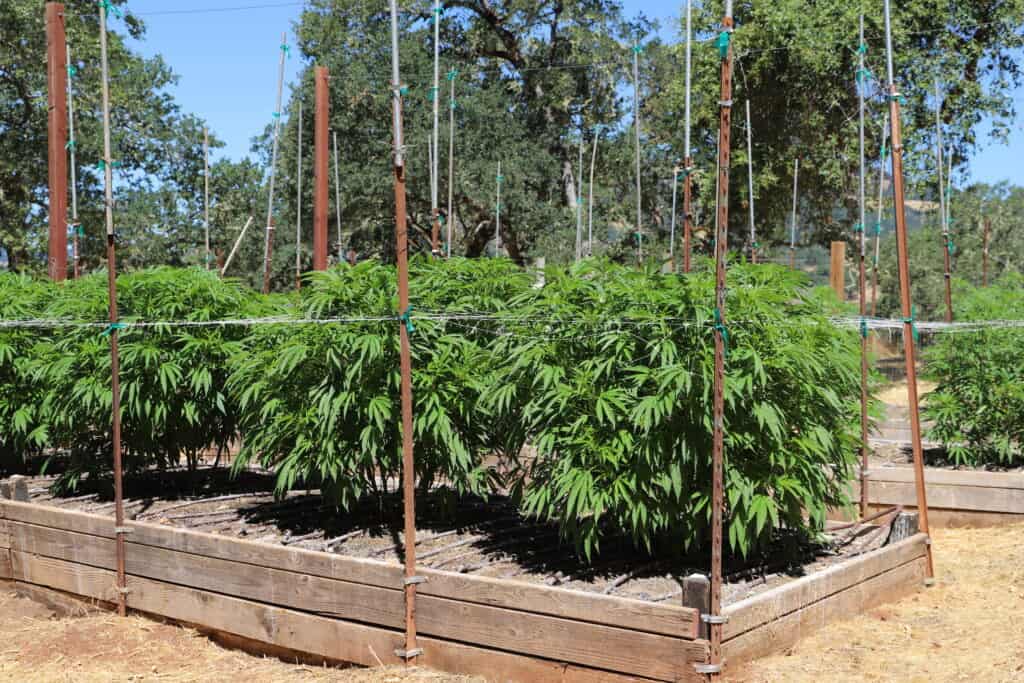 growing cannabis outdoors in California. 