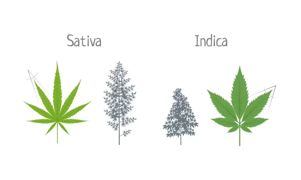 sativa vs indica plants to show the height of cannabis. How high do marijuana plants grow? Sativa is higher than indica 