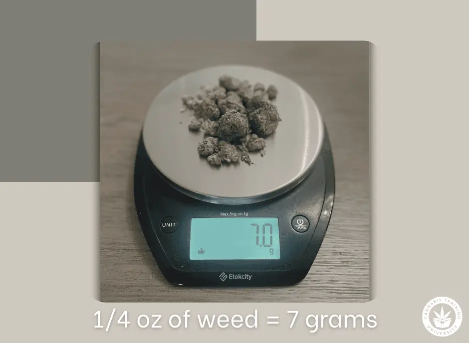 1/4 oz. of weed or 7 grams of weed on a scale weighed out. Buds on top of a digital scale that equals 7 grams or 1 quarter of weed. 