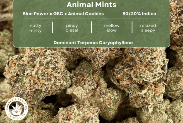 Animal Mints strain picture of buds. A table at the top lists its genetics, smell, flavor, effects, and dominant terpene.