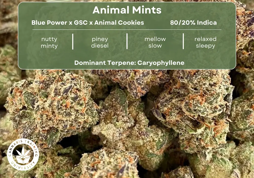 Animal Mints Strain Overview & Effects