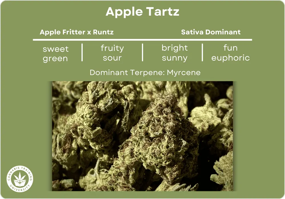 Apple Tartz strain buds close up. A table at the top lists its genetics, sativa dominant hybrid, effects, taste, flavor, effects, uses, and dominant terpene. 