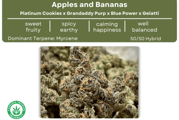 Apples and Bananas strain buds. A table that lists its genetics, effects, taste, smell, effects, and dominate terpene.
