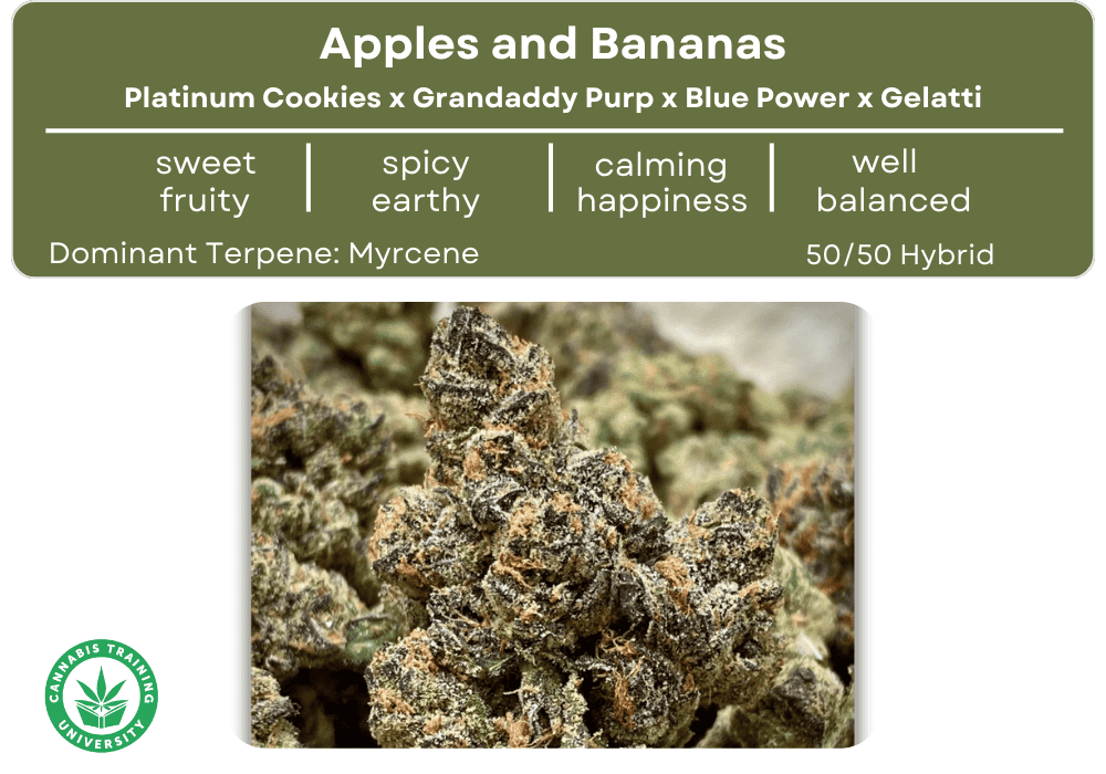 Apples and Bananas strain buds. A table at the top indicates its genetics, taste, smell, effects, and dominant terpene. 