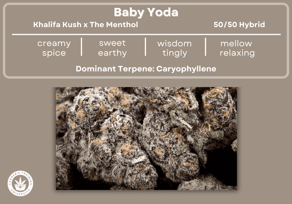 Baby Yoda strain picture of its buds, with a list at the top showing its genetics, effects, taste, smell, medical uses,  and dominant terpene. 