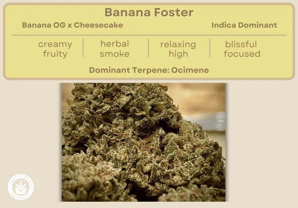 Banana Foster strain buds. A table at the top lists its genetics, taste, smell, effects, uses, and dominant terpene. 