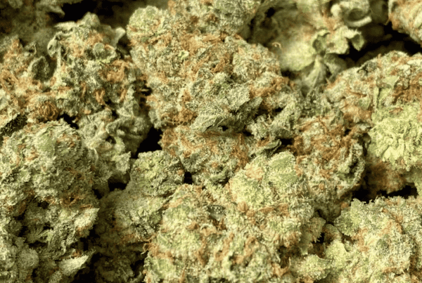 up close of the Bazookies cannabis strain