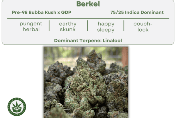 Berkel strain buds close up. A table at the top lists its genetics, indica-dominant hybrid, smell, taste, effects, and dominant terpene linalool.