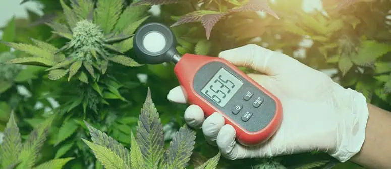 cannabis temperature being taken inside a cannabis garden 