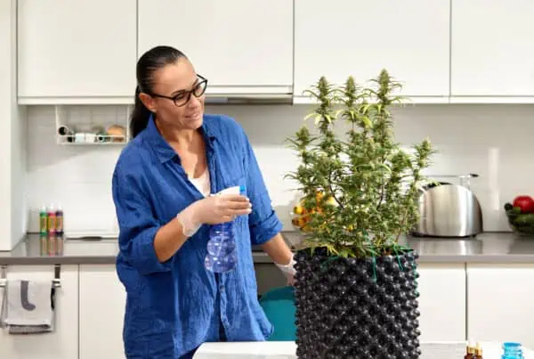 A woman is watering a cannabis bush at home, growing and caring for cannabis