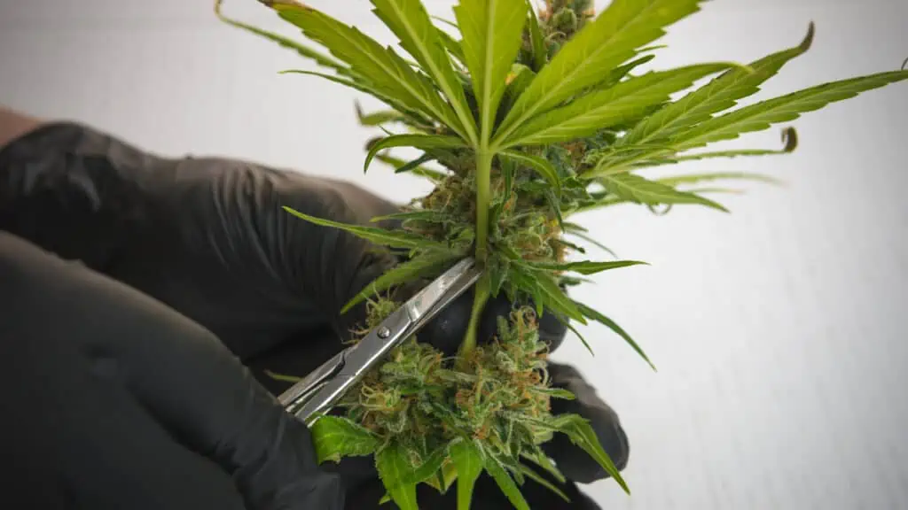 a growers hands are topping a marijuana plant. cutting the plant with scissors. 
