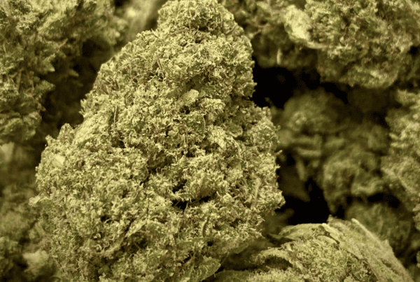 close up of bio diesel cannabis strain