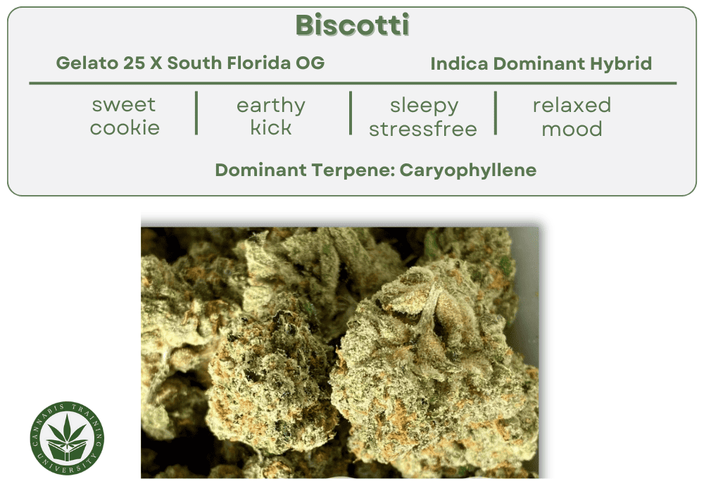 Biscotti strain buds close up picture. With a table that lists the biscotti genetics, taste, smell, terpenes, and effects. 
