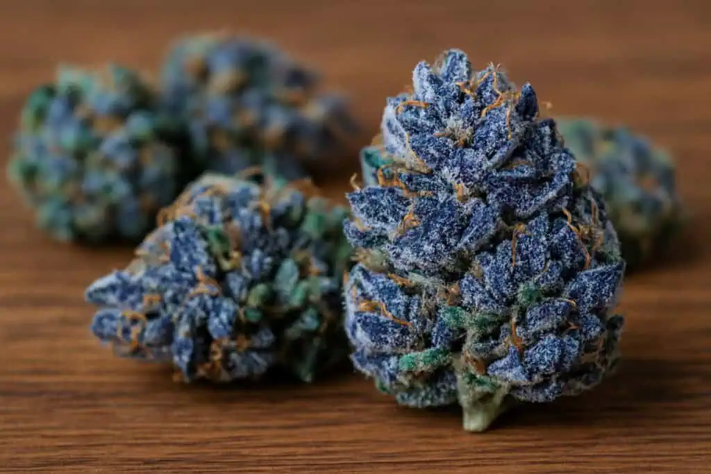 Blue Marijuana Strains: What You Need to Know About Blueberry Hybrids 1 Blue marijuana buds sitting on a table