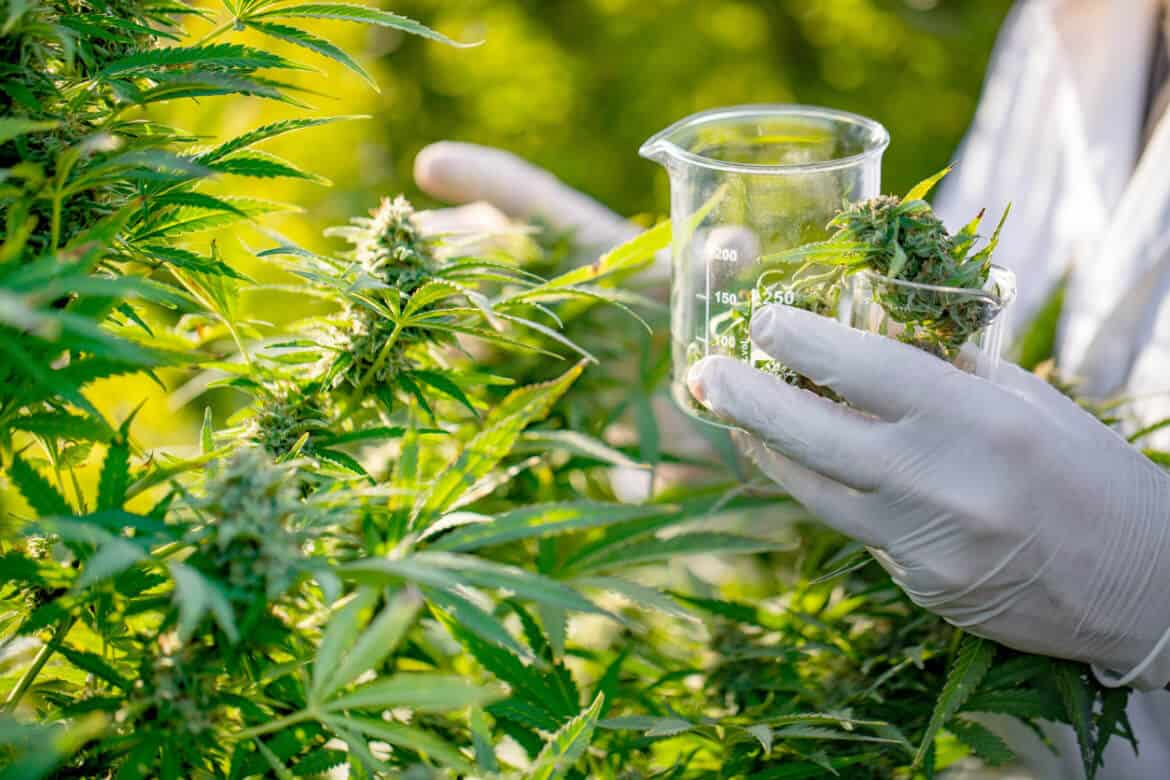 Cannabis Cultivation Courses