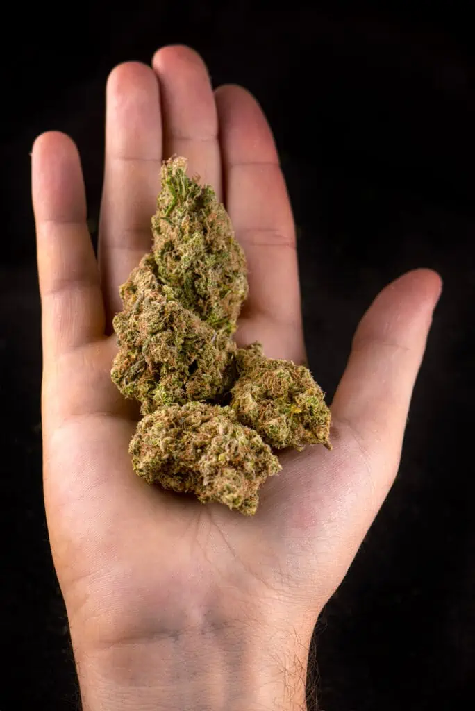 Hand holding medical marijuana buds (girl scout cookies strain) - isolated over black background