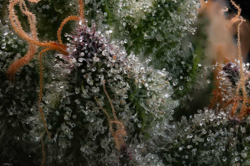 Lemon cherry gelato strain close up picture of its trichomes. 