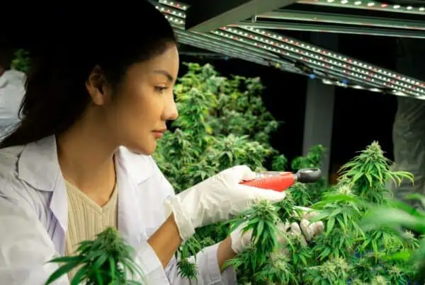 Weed Cultivation Guide