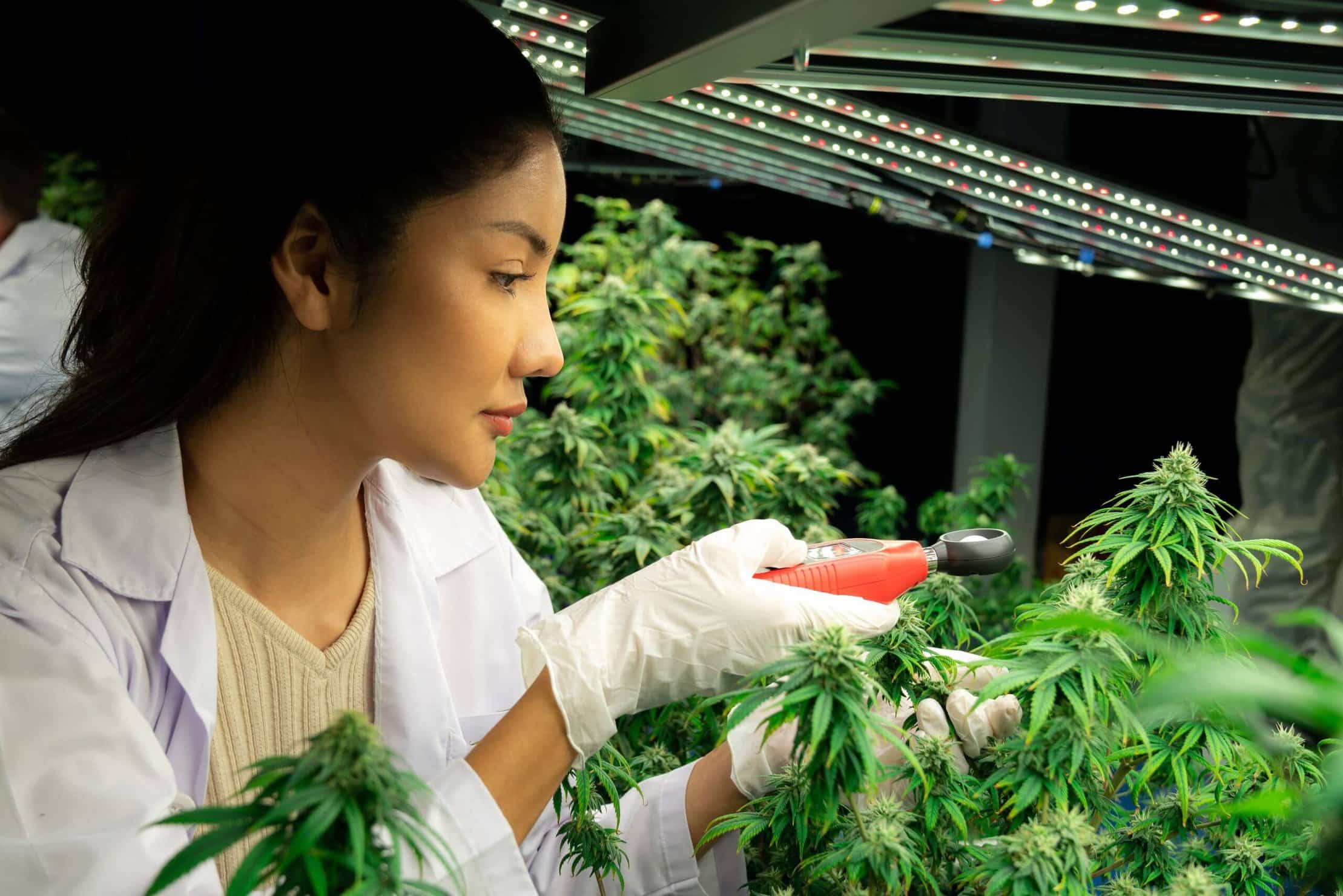 Step by Step Weed Cultivation Guide for Beginners