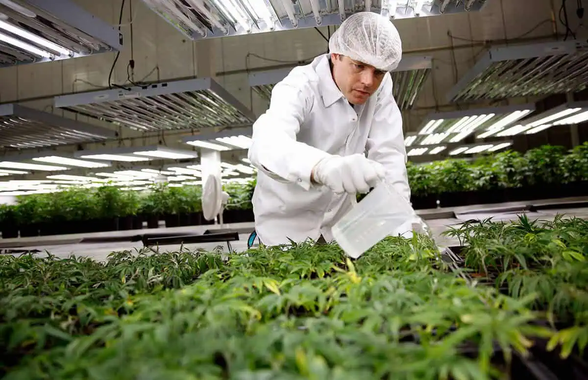 Cannabis Grower Jobs