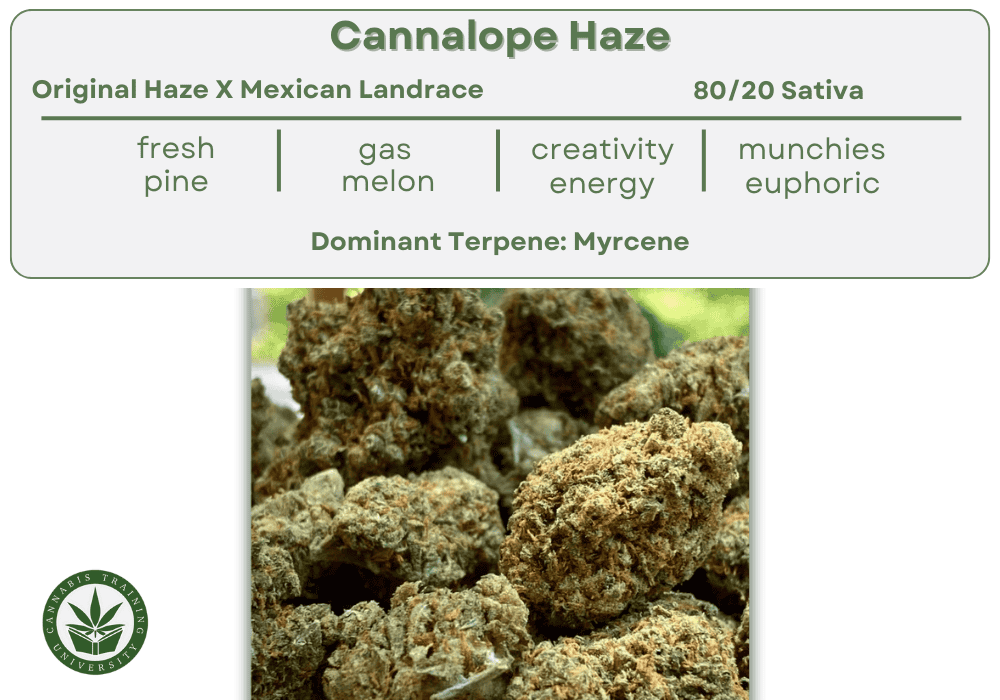 Cannalope haze strain buds close up. With a table showing the genetics, sativa dominant, smell, taste, effects, and terpene