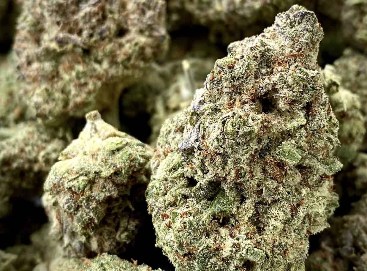 What You Should Know About OG Kush