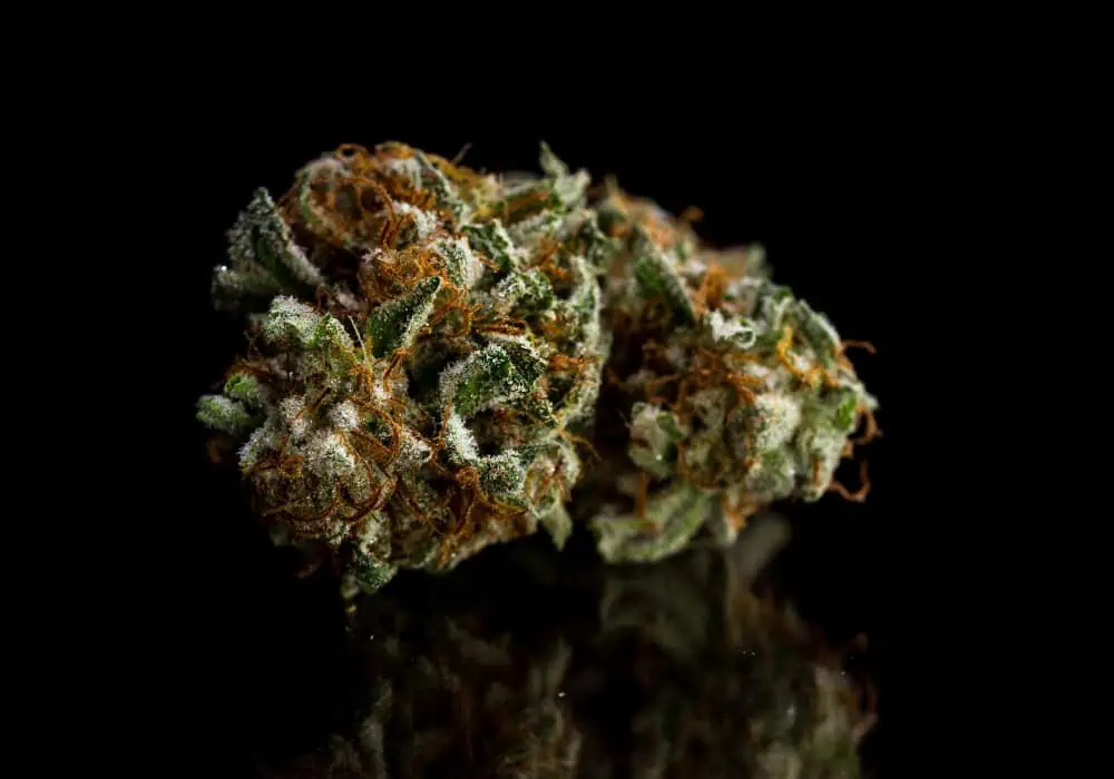 dantes inferno cannabis bud isolated on black