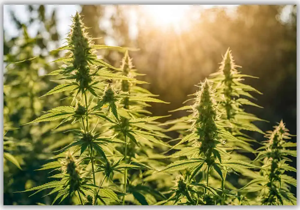 Sunlight shines on a group of cannabis plants with pointed leaves and buds, growing outdoors in a field. Amid this natural wonder, one might ponder: what is Delta 8?