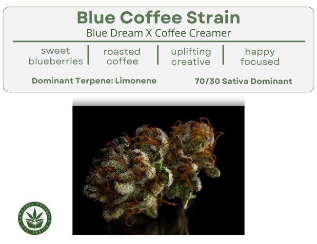 Complete Guide To Black Coffee Strain Info & Effects 2 Black coffee strain genetics, flavor, taste, effects, terpenes infographic.
