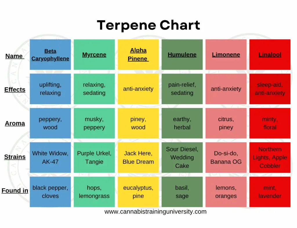 chart of the most common terpenes in cannabis