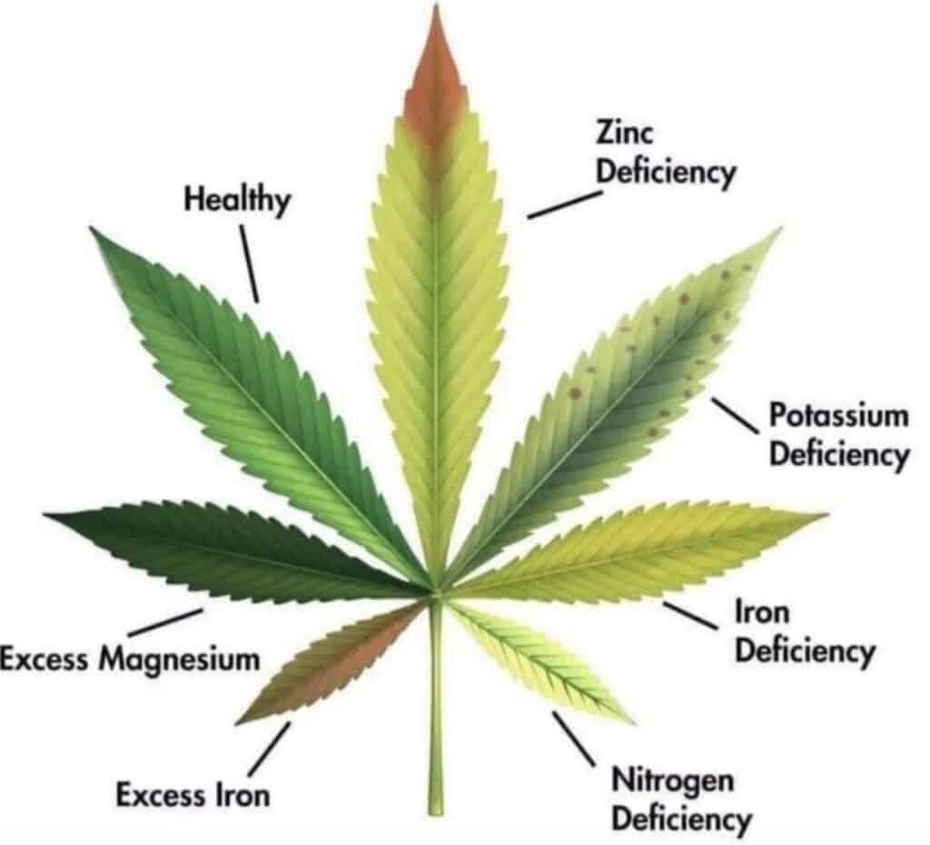 cannabis nutrient deficiences