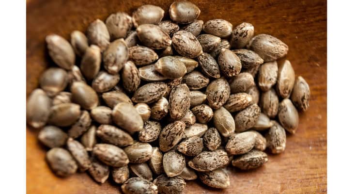 cannabis seeds on a wood table