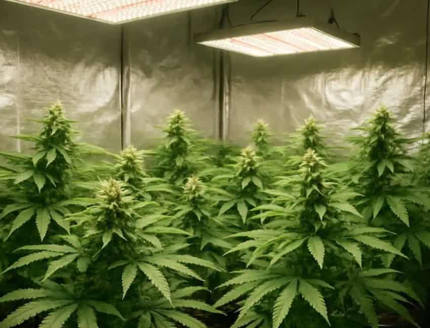 Growing Weed Indoors: 6 Steps for Beginners 3 cannabis plants growing indoors under lights