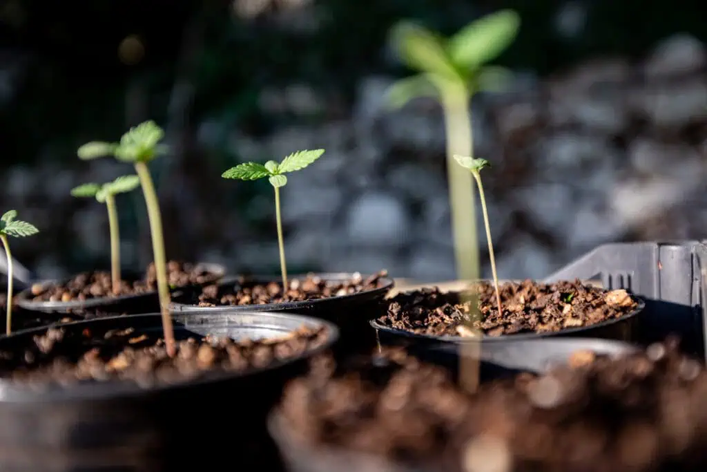 How to Grow Weed From Seed: 10 Easy Steps 1 weed growing from a seed in containers