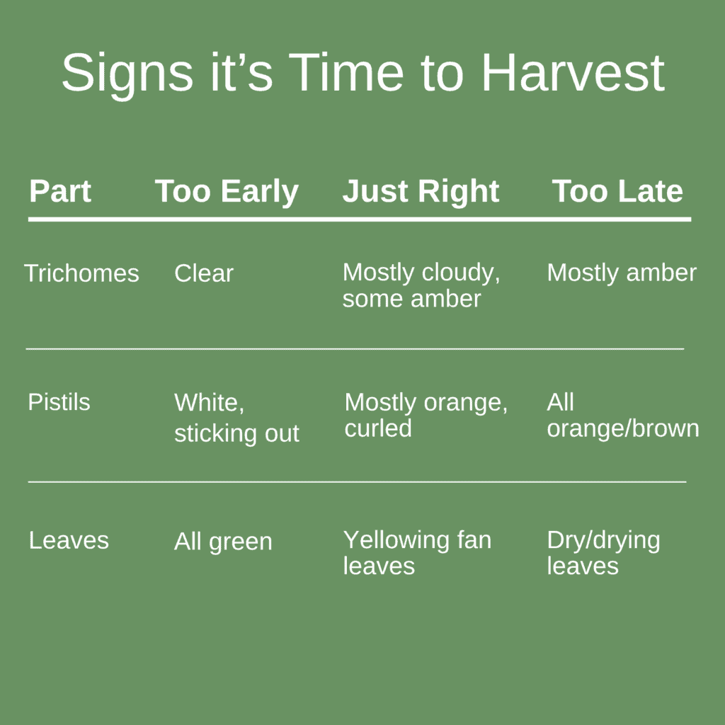 Ultimate Guide To Harvesting Cannabis 3 chart of signs when it is time to harvest cannabis