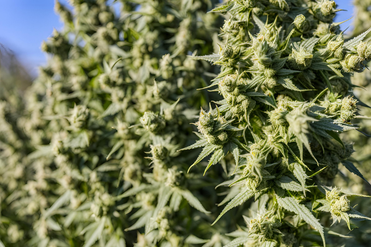 cannabis plants that are footling growing outside