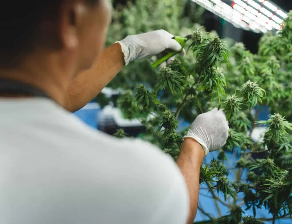 What Is Pruning Cannabis? A Complete Guide for Healthier Plants and Bigger Yields 1 a women wearing gloves pruning a cannabis plant with shears