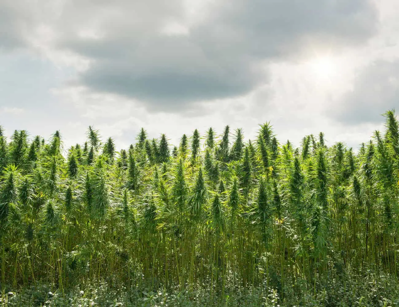 a field of cannabis plants under clouds that need to be pruned