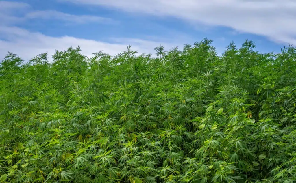 Weed Prices Per Gram: Average Costs & Price Chart