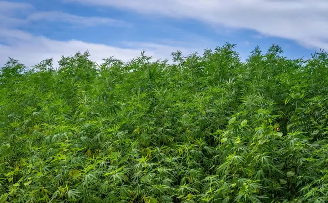 organic weed growing outside in sunlight