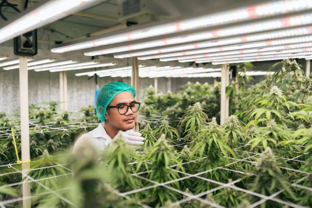 Asian man cannabis researcher checking cannabis flower in lab farm greenhouse.