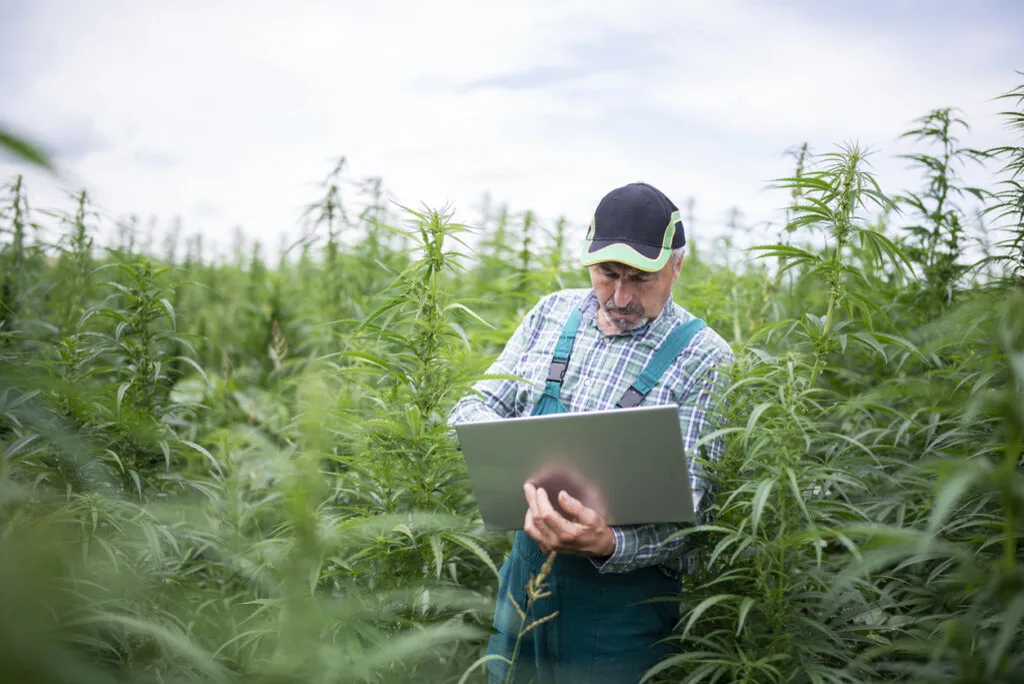 Senior farmer inspecting his cannabis plants in hemp field while using a laptop.
