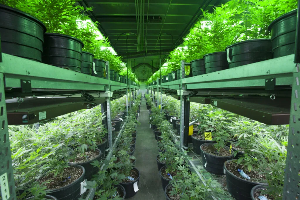 Industrial,Marijuana,Grow,Operation