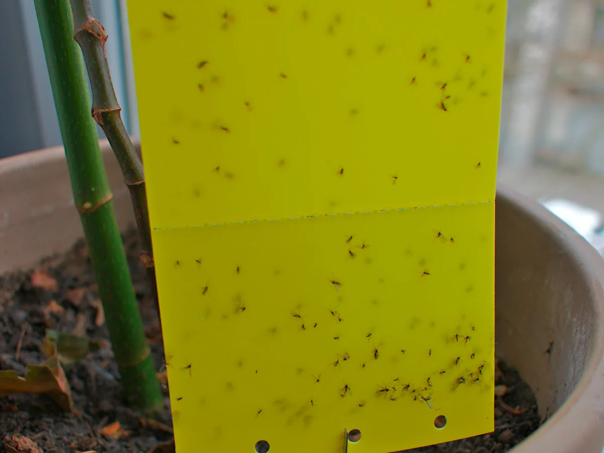 Yellow sticky card in a potted plant, covered with small dark fungus gnats