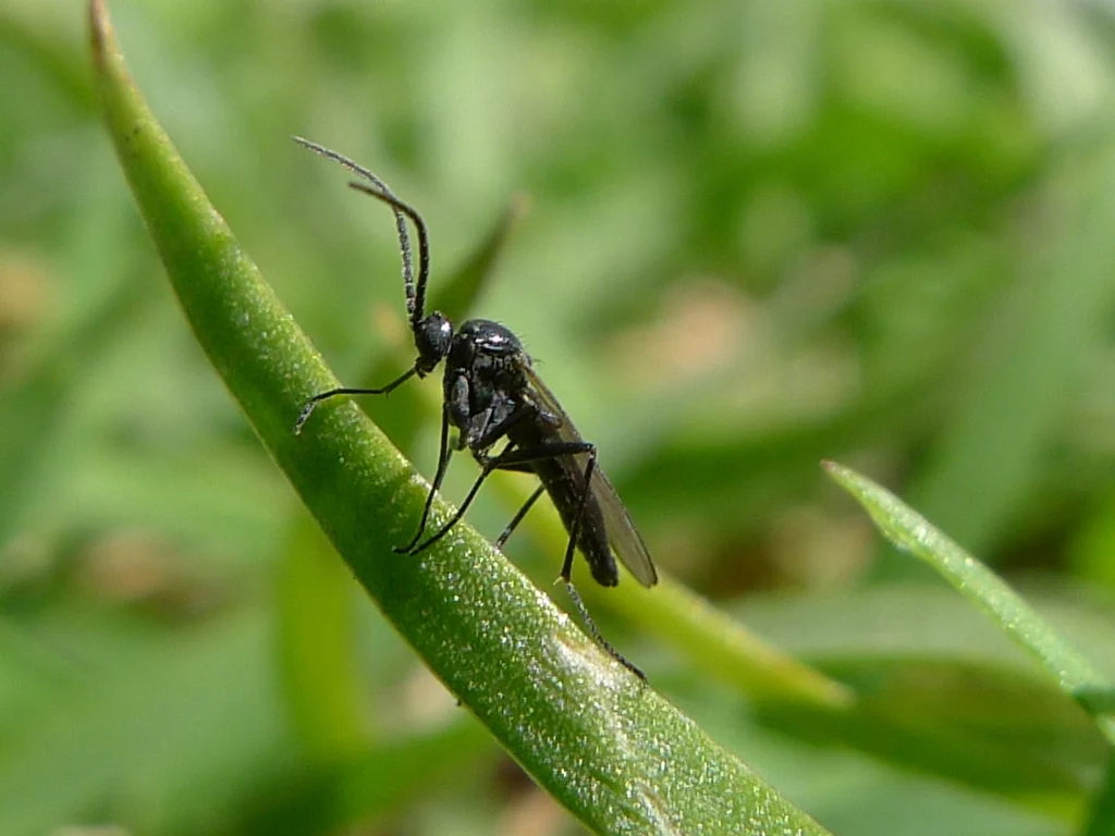 Side view of an adult dark-winged fungus gnat with long legs and antennae