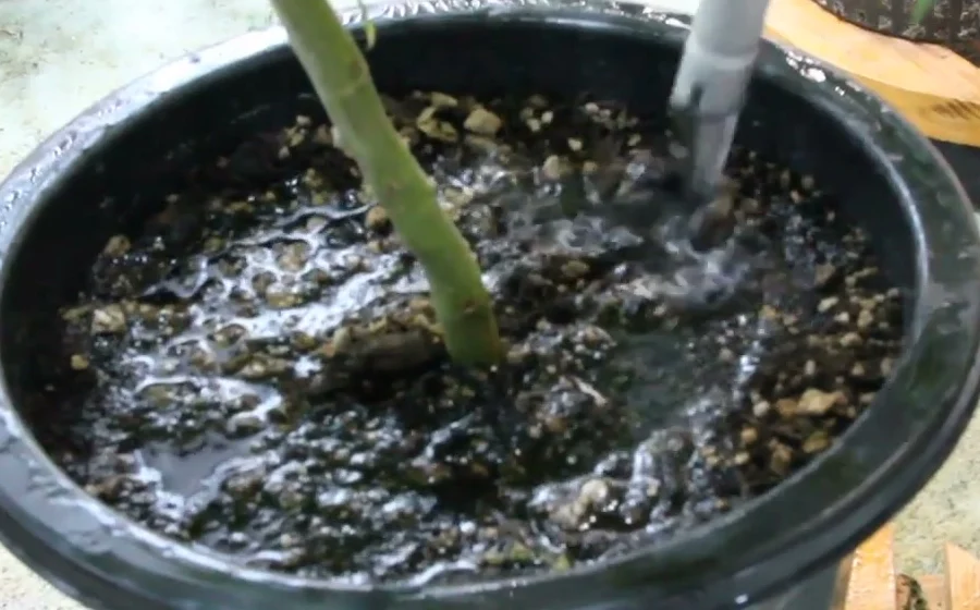 Water pooling on dark, saturated topsoil in a black pot around a young cannabis stem